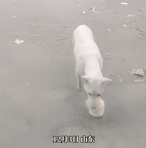 流浪狗叼包子的样子看哭了！含着2个还想带第3个，宁饿肚子也要全带给孩子
 
街角