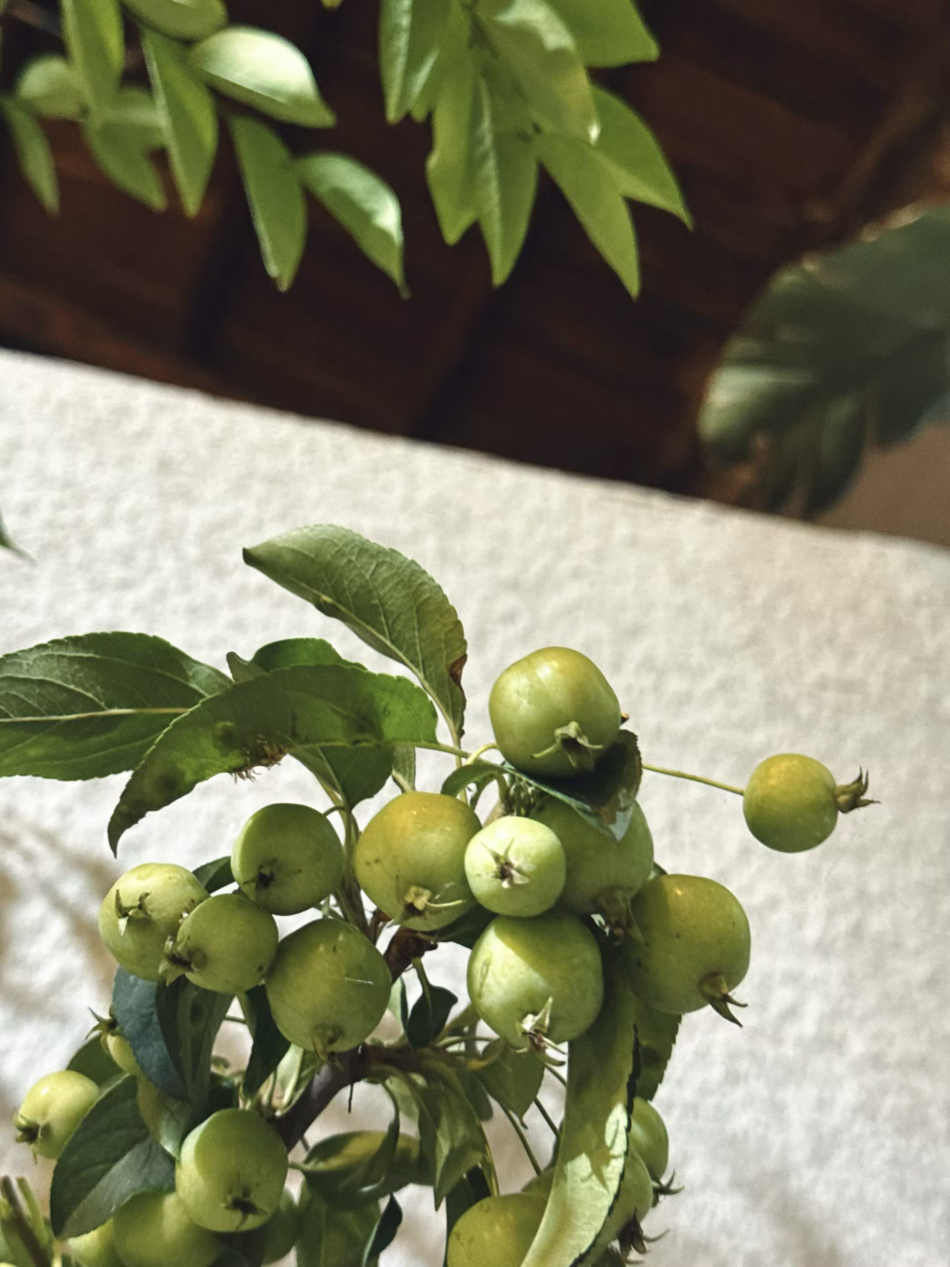 仁仁日记手册  别问我是啥果，因为我也不知道叫啥