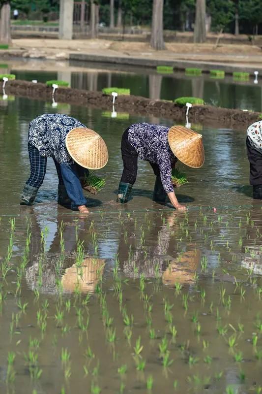 今天周末，下午4点左右去平顶山湛河区曹镇，想拍一下种水稻插秧的图片。可从曹镇一直