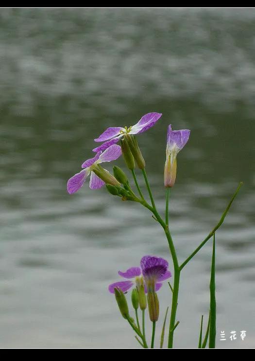 野萝卜花。
松下相机拍摄于江边的杂草丛中。
江边风大，拍摄艰难，可这亮眼的花丛抓