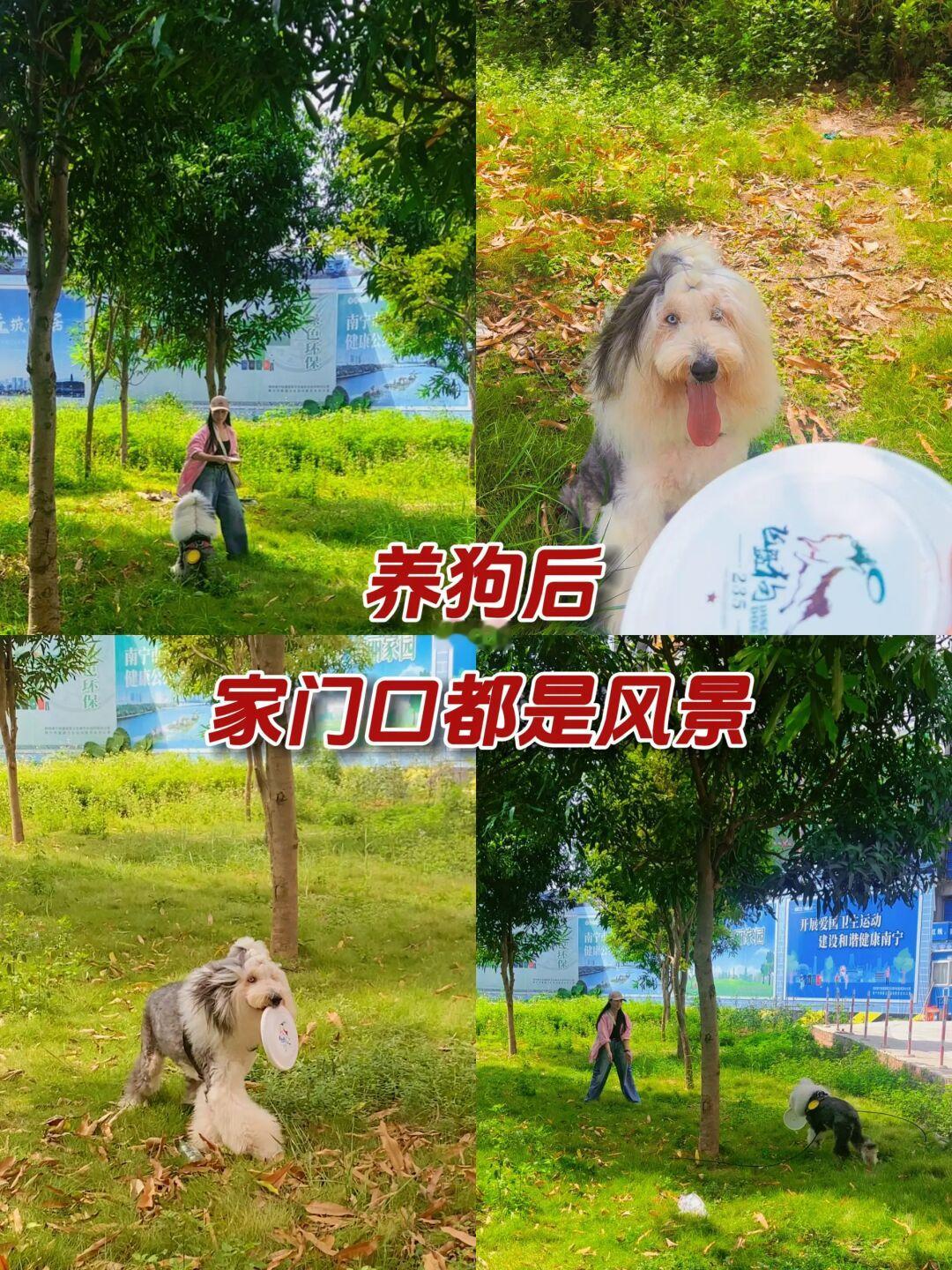 小狗力量|因为有了小狗，家门口也是风景💛