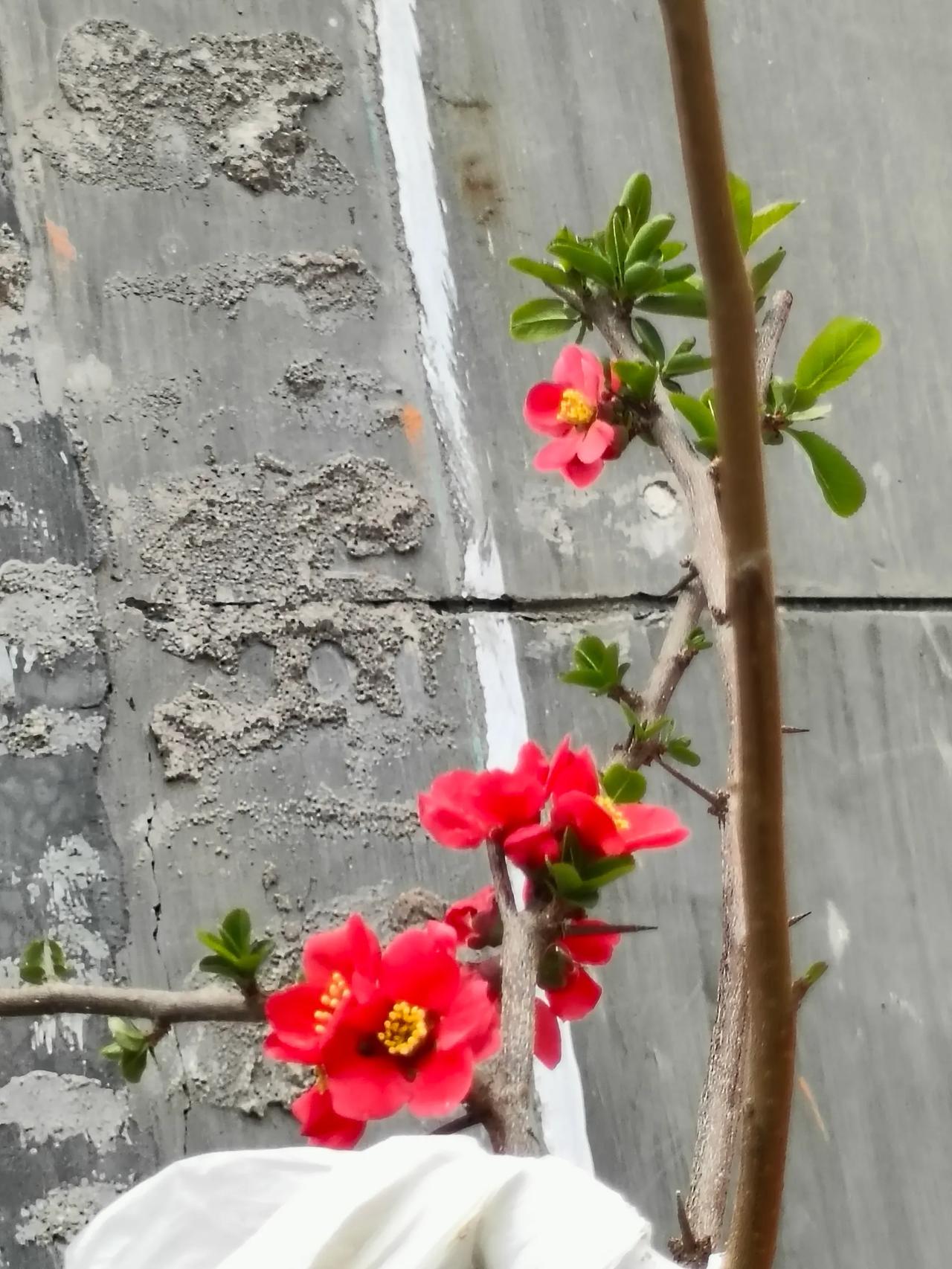 枝桠凝春，海棠红透。
一点嫣红，唤醒满枝生机。
春日限定美好，藏在这抹海棠红里。