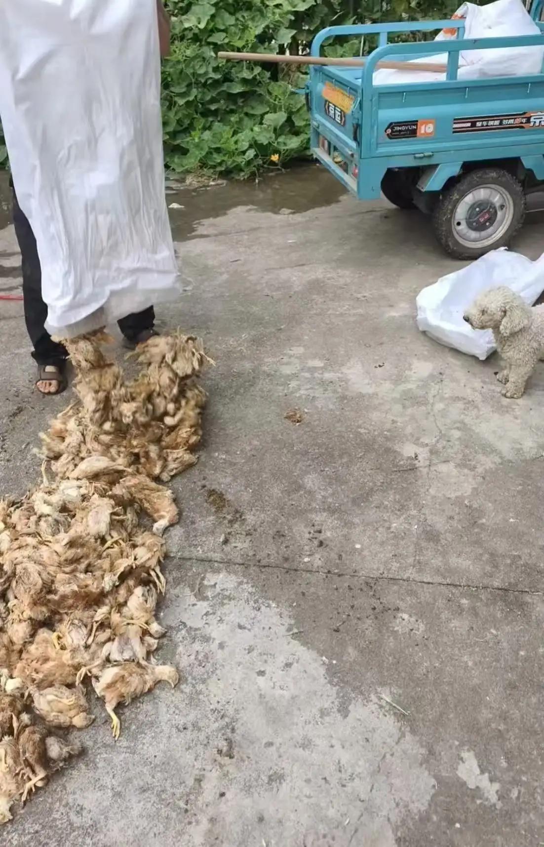 半夜鸡叫不是贼，是“带编制”的杀手？1400只鸡被吓死，结局比剧本还舒服

老张