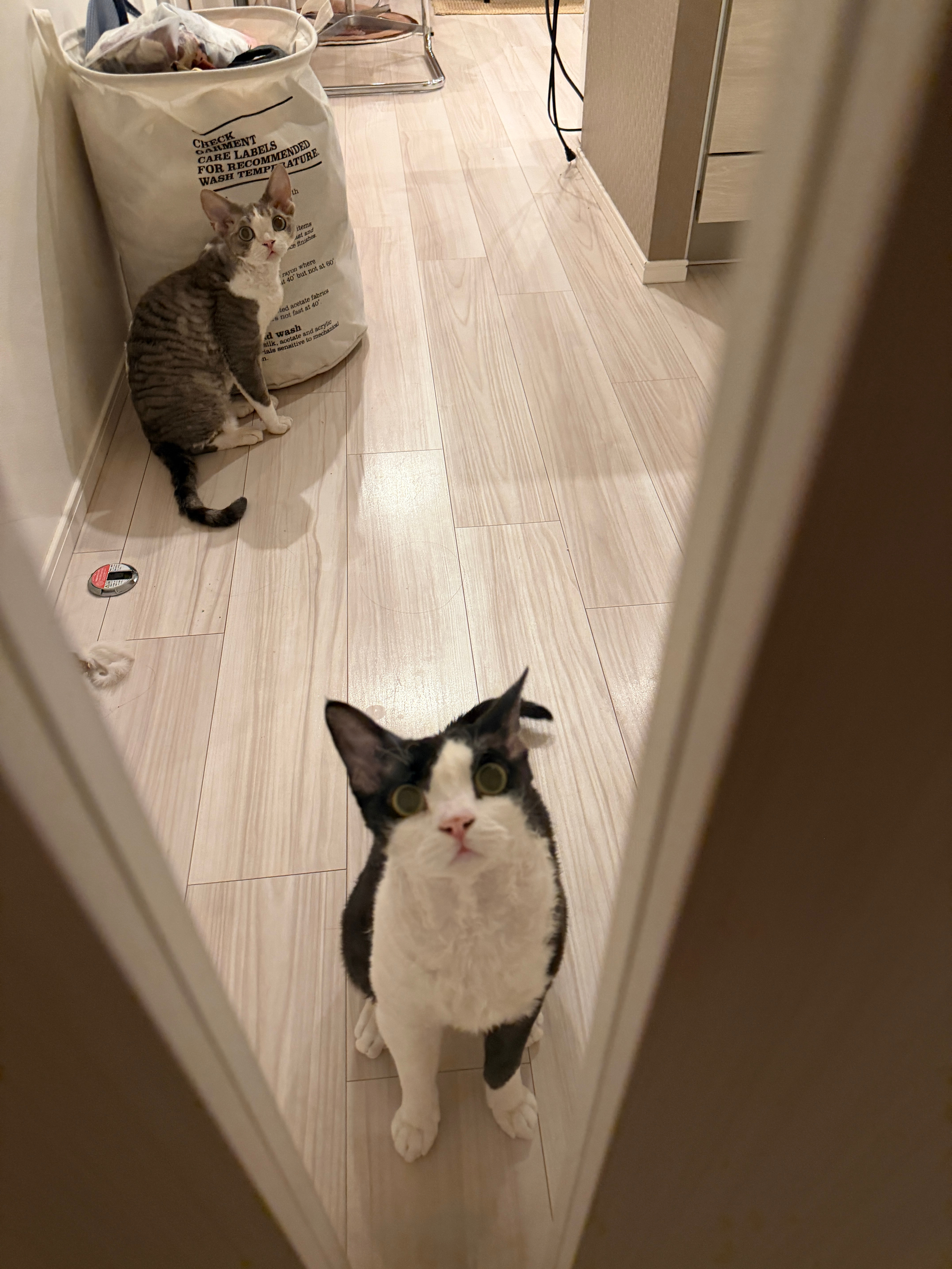 生活小碎片🧩之《和我们的粘人小咪们》🐱 ​​​