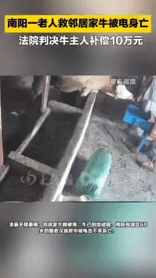 据6月17日报道，河南南阳，暴雨天，68岁的老汉看到邻居家的牛快被水淹了，赶紧跑