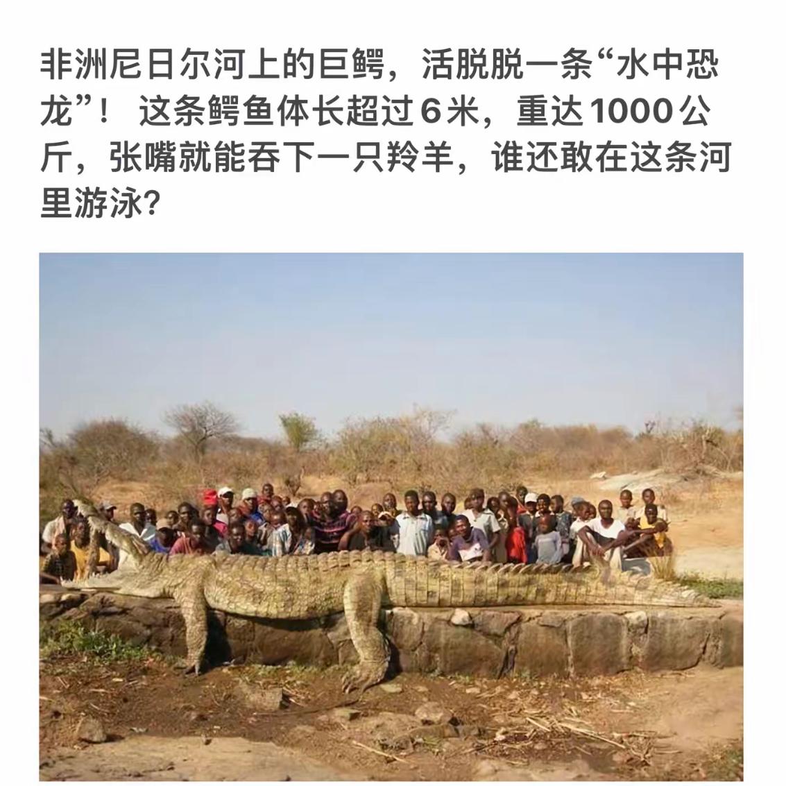 巨鳄现身非洲尼日尔河，令人胆寒的“水中恐龙”！