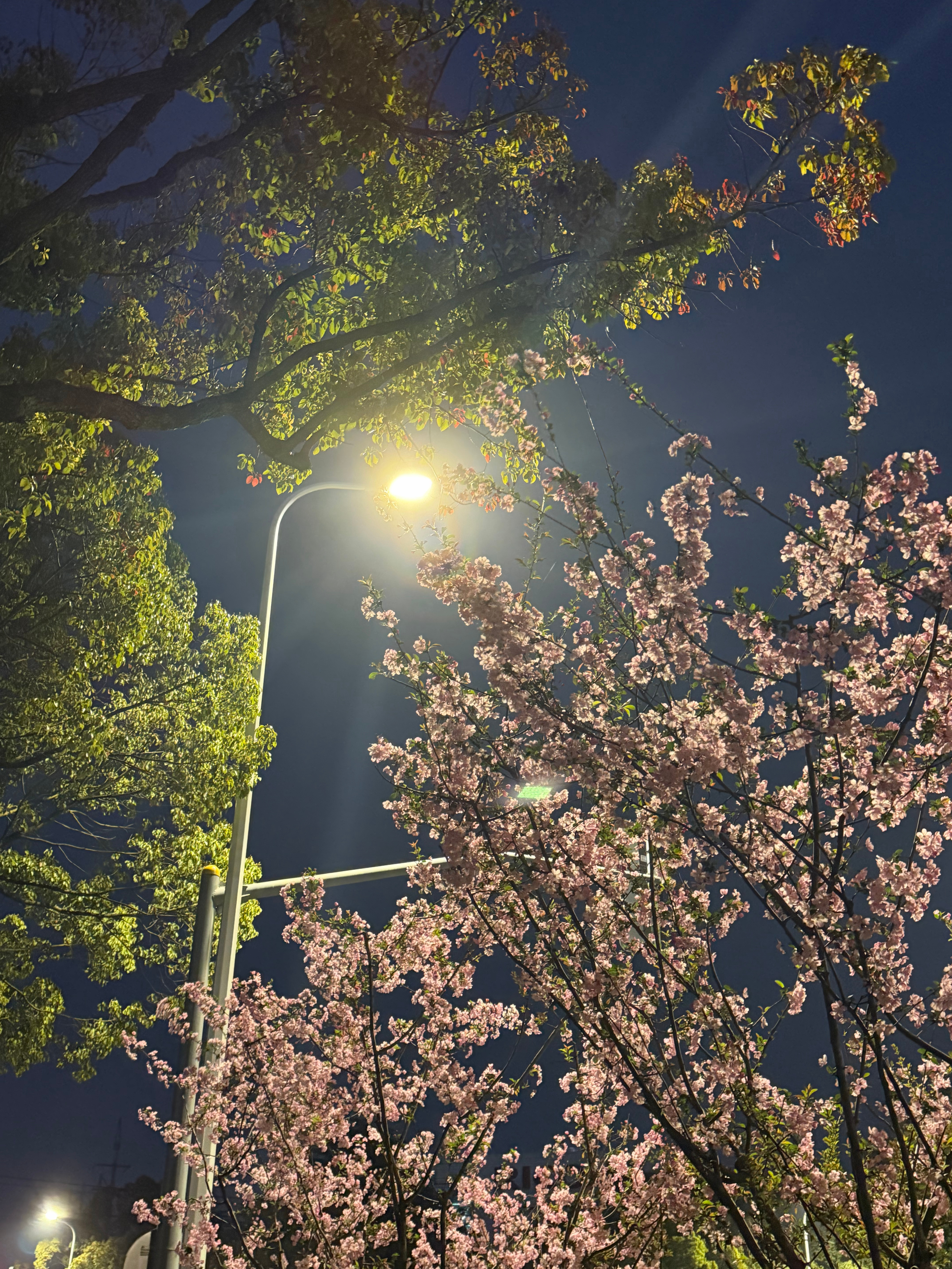 回家路上的风景  这把湖了的日常