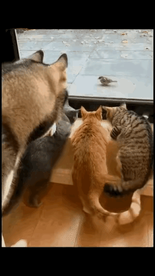 事实证明，
一个好的团队只要出现一个搅局的，
都会前功尽弃。