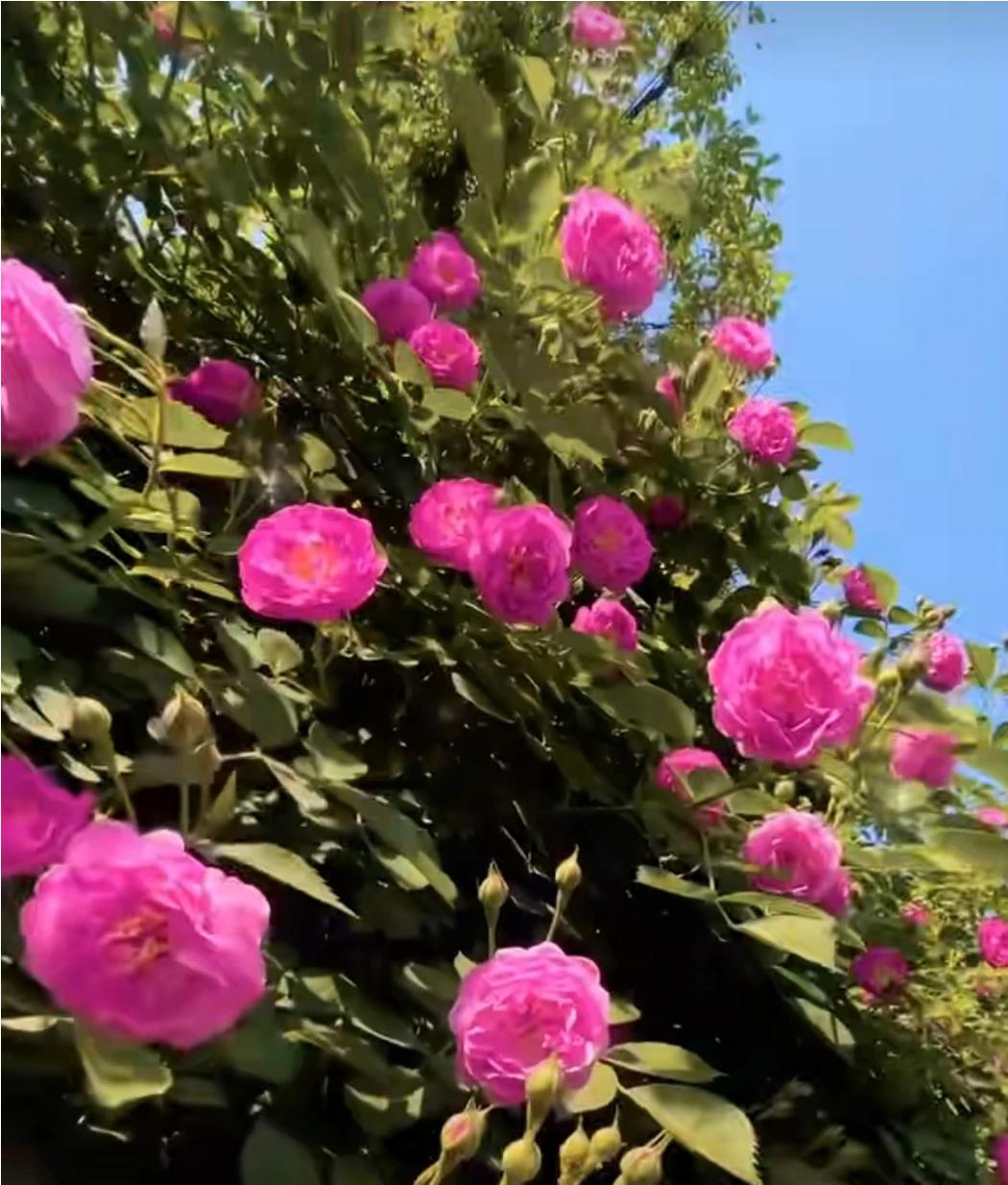 春是温暖，阳光灿烂；春是浪漫，鸟语花香；春是美满，彩蝶双双；春是团圆，鸿雁归来；