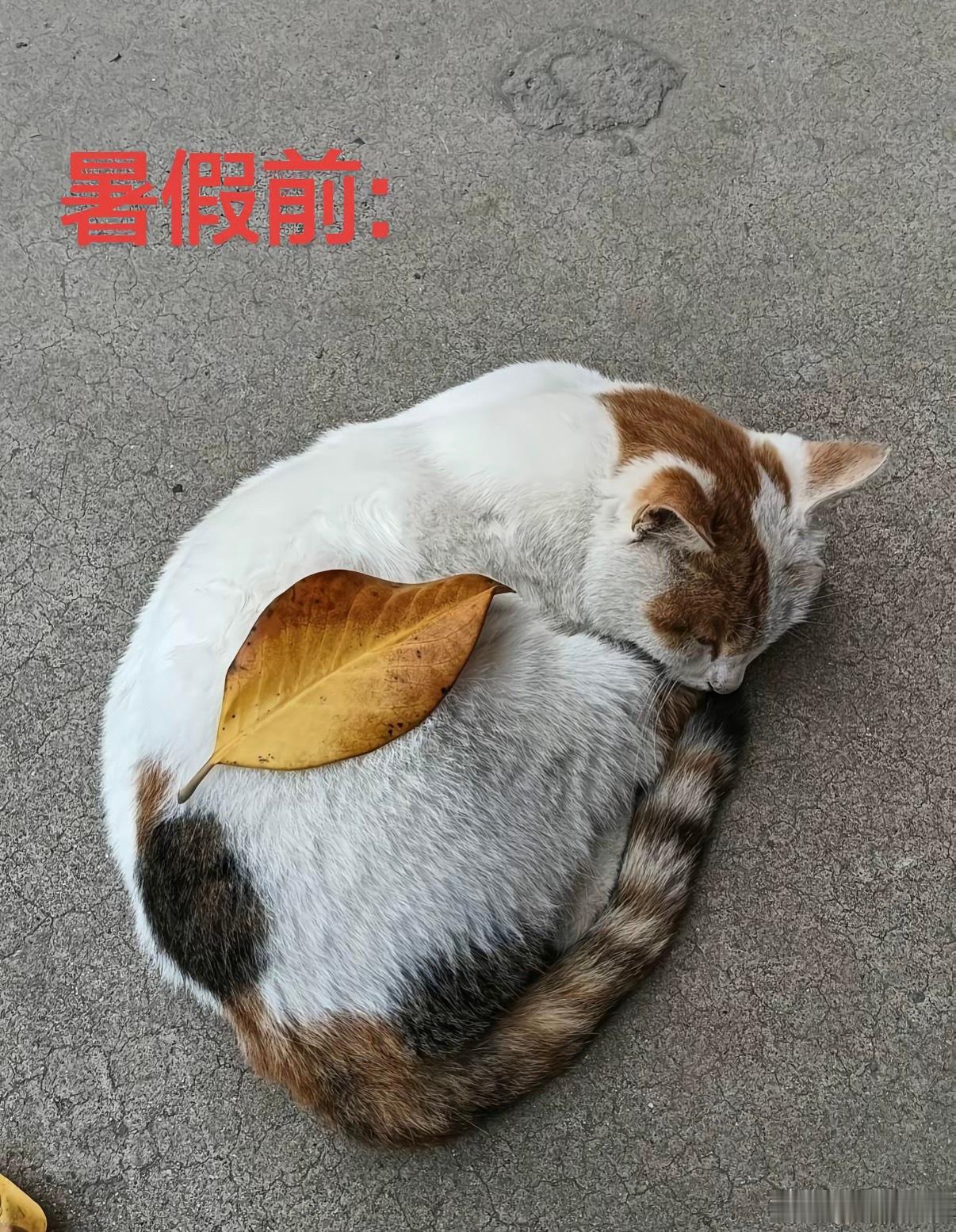 笑死我了 全校唯一暑假减肥成功之人 