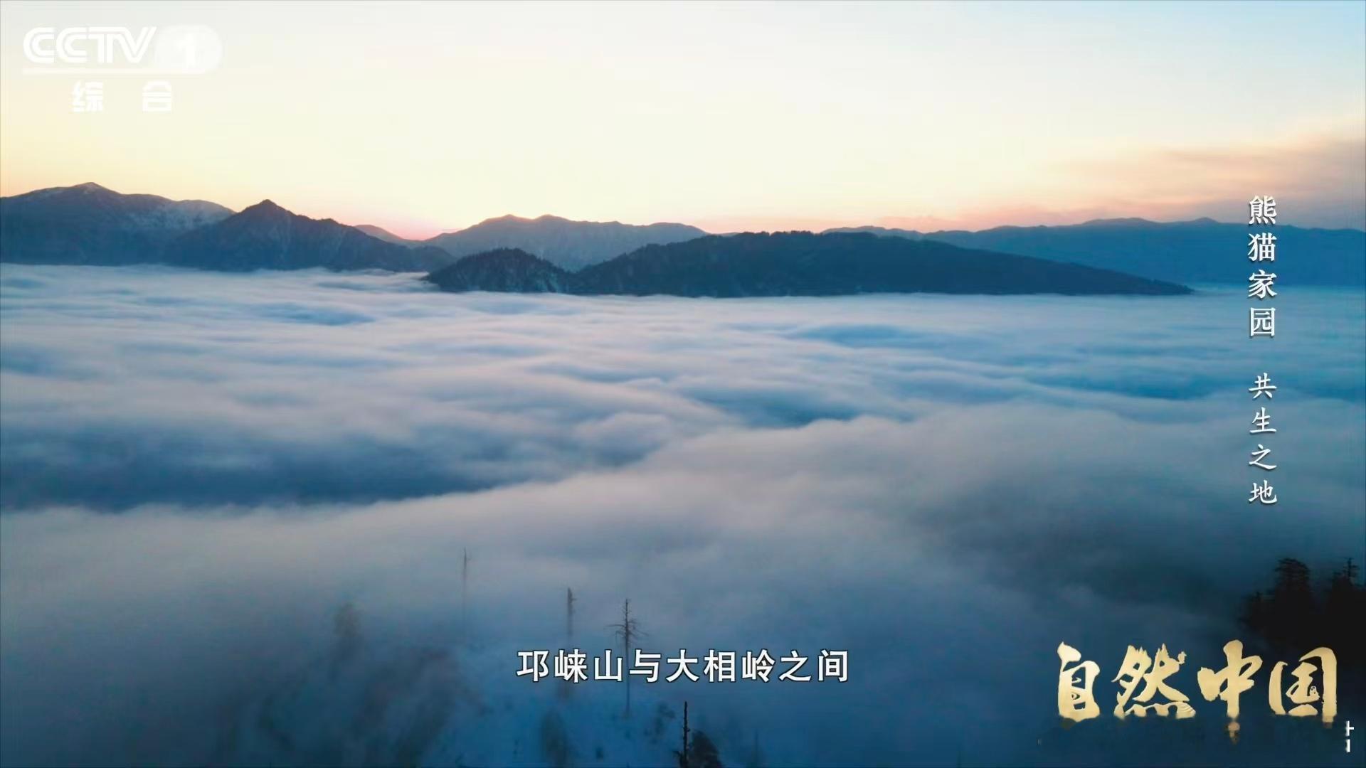 原来大熊猫不喜欢竹林疯长 大面积高密度竹林，熊猫在里面像在钻迷宫。不是竹子越多越