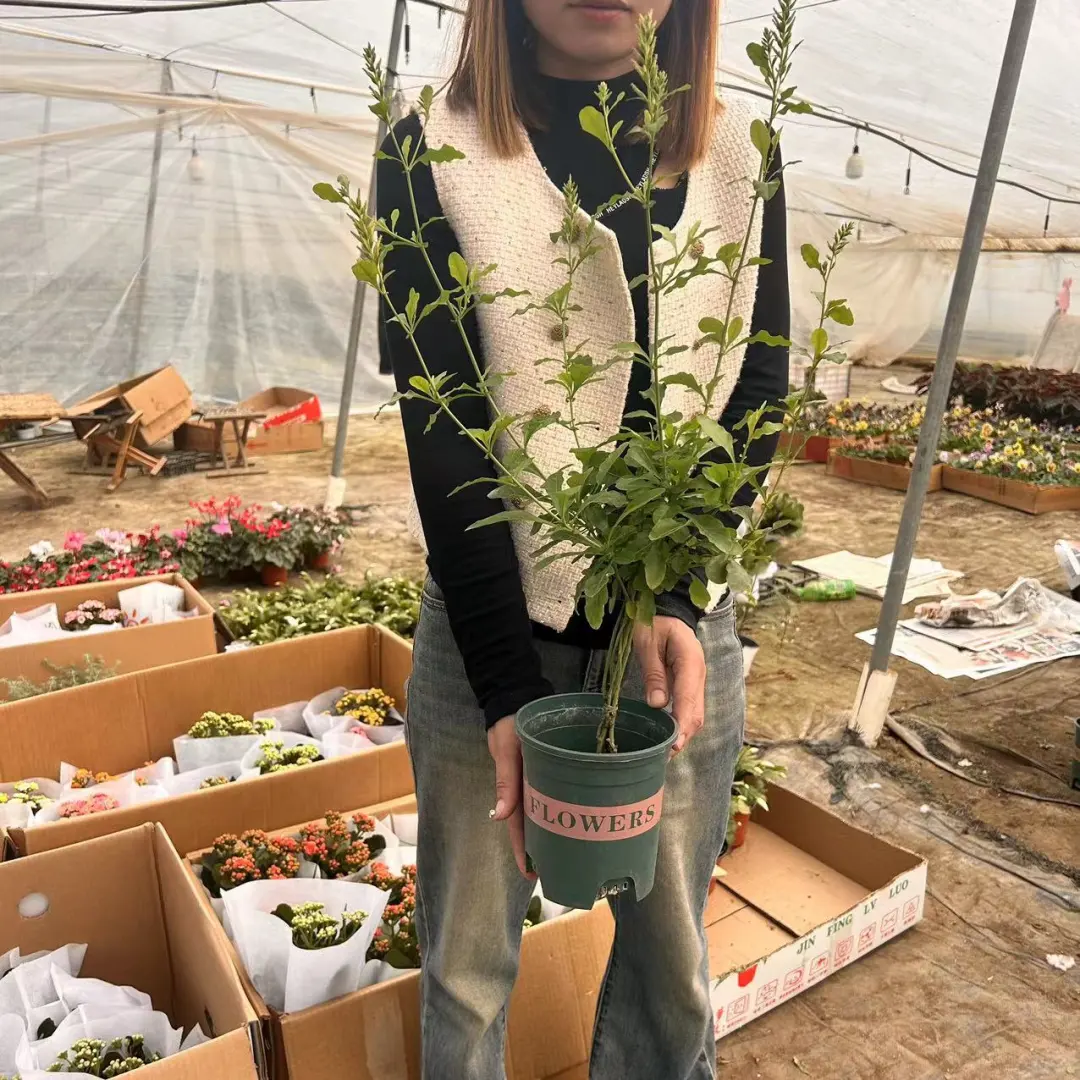 0.5加仑蓝雪花棒棒糖