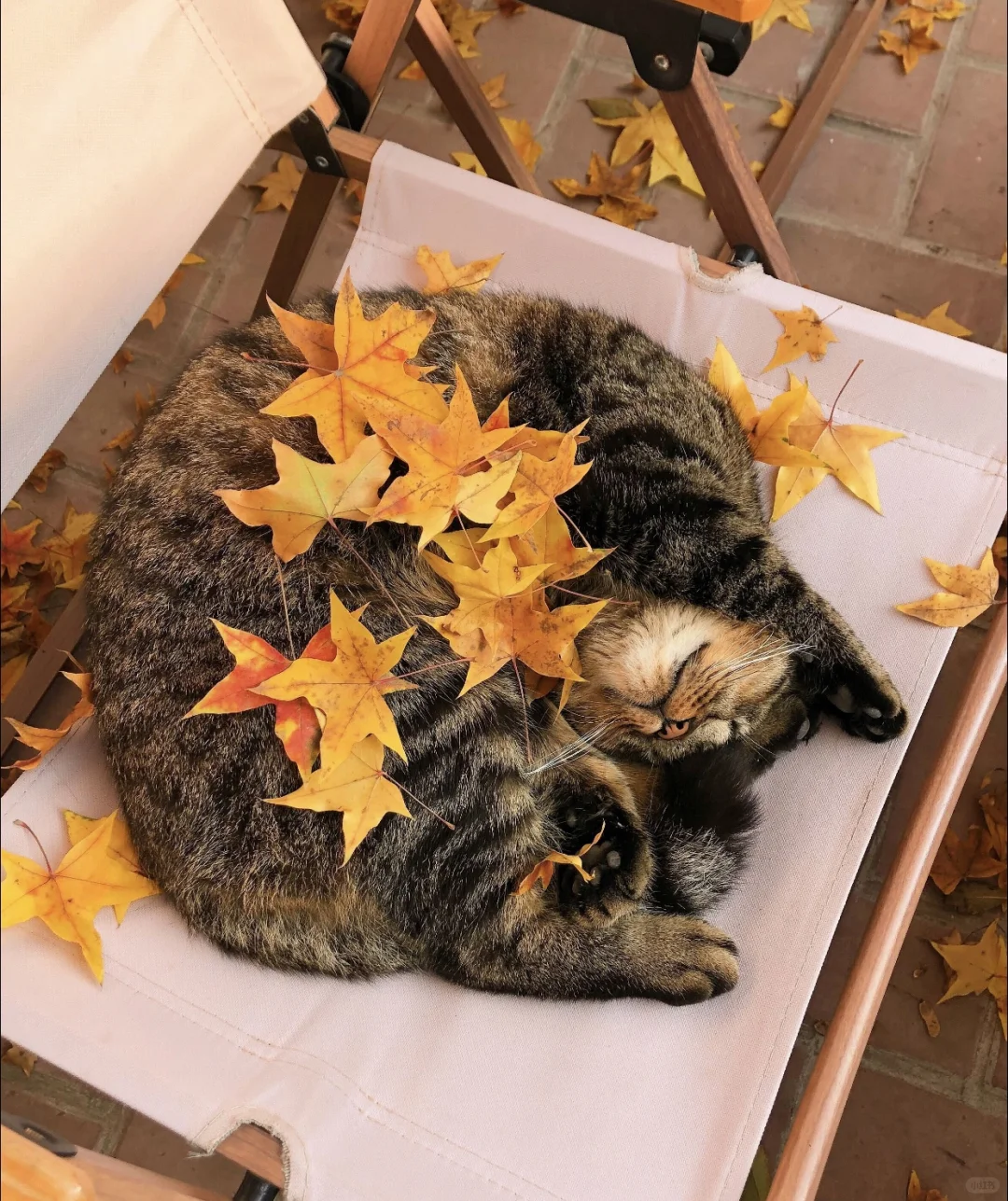 11.7实拍｜北京赏秋好去处🍂｜7 SEVENIN
