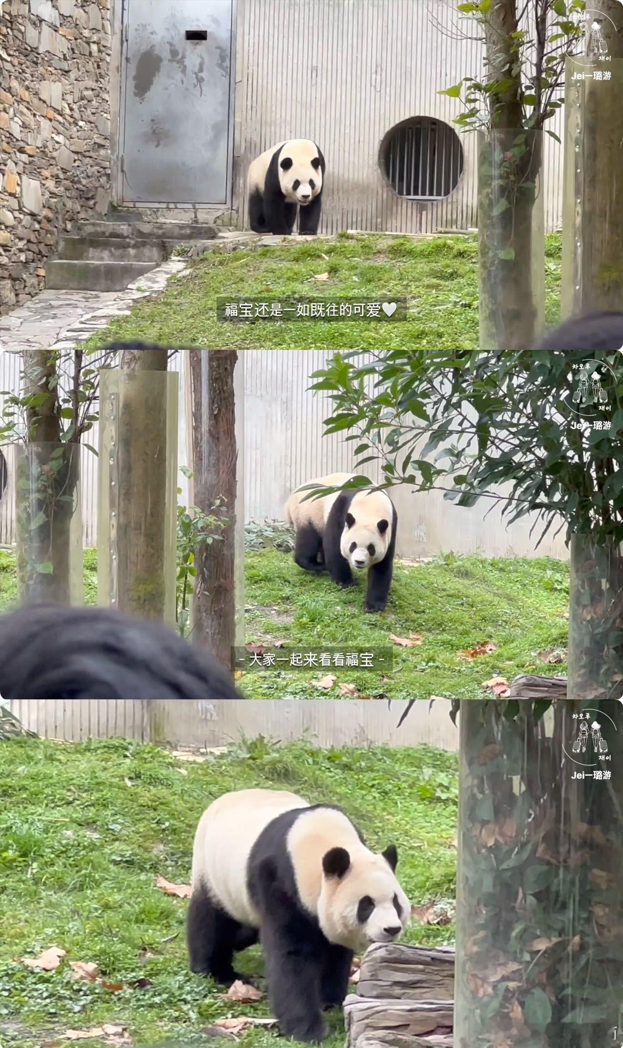 曹璐[超话]  曹璐带韩国爱豆看福宝vlog  曹璐带韩国爱豆游中国，福宝篇vl