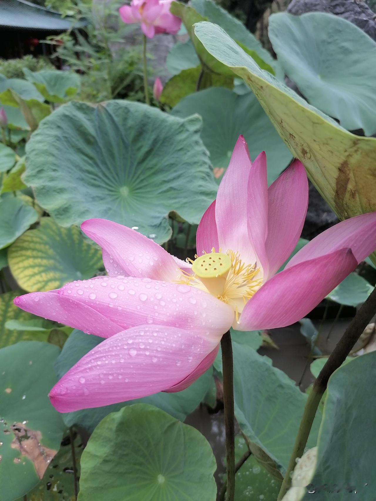 今日小暑。台风天刚过，雨水还陆陆续续的，今年的小暑不暑，那今年的冬天会不会很冷呢