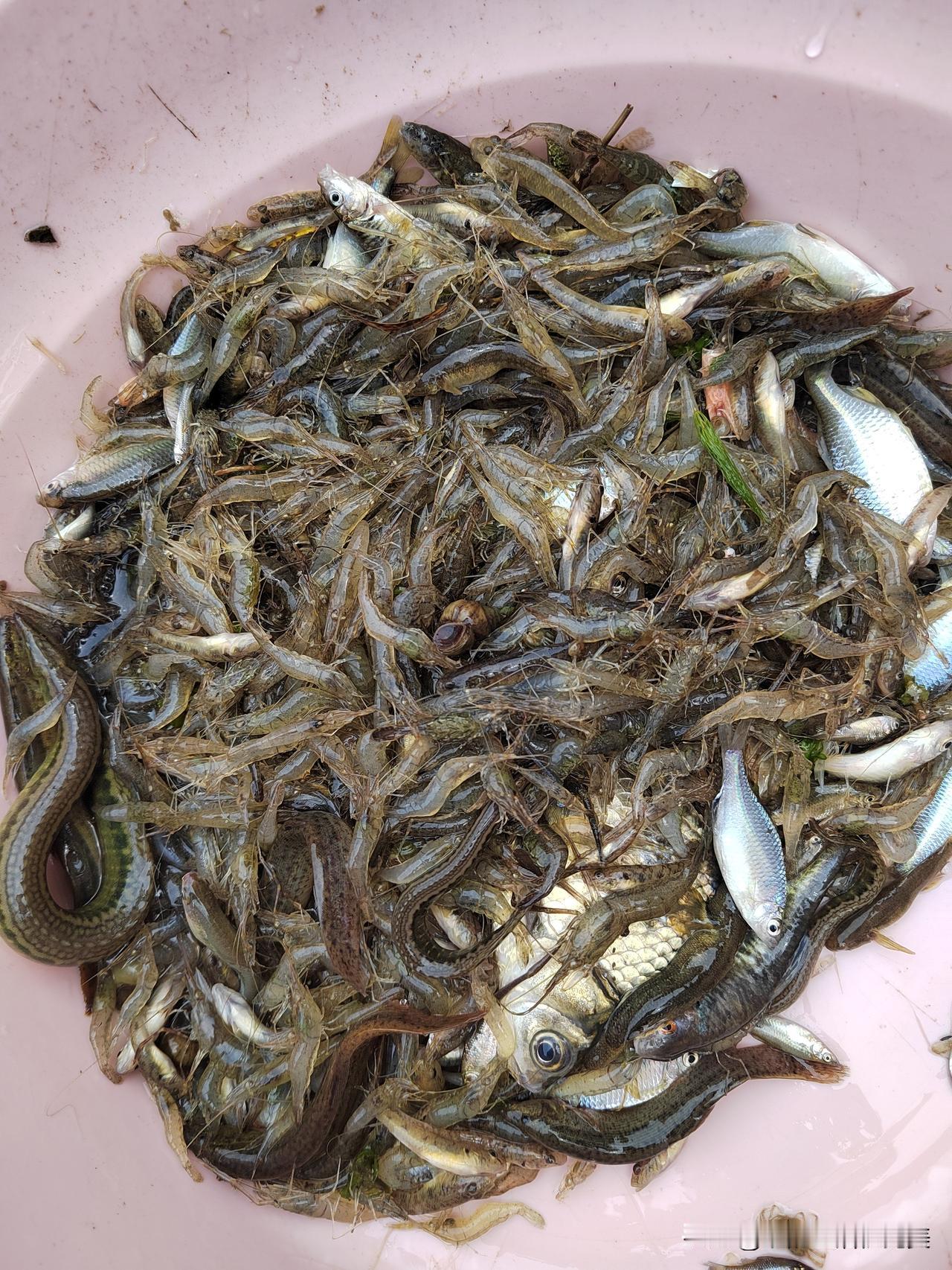 这是纯天然绿色生态食品，没有科技含量！