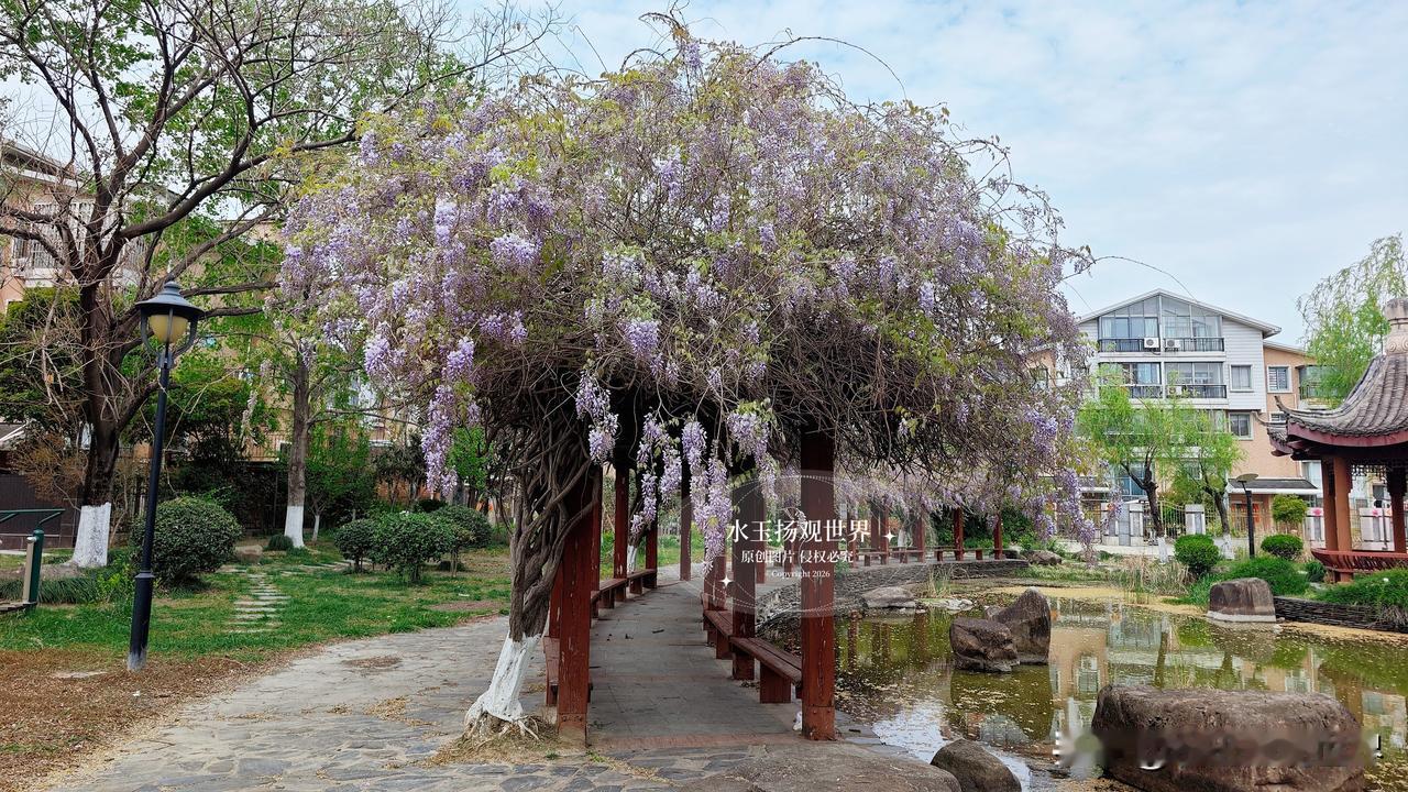 谁能想到，泰州最绝的紫藤花观赏地，居然藏在一个叫西湖翠苑的小区里？不是什么收费景