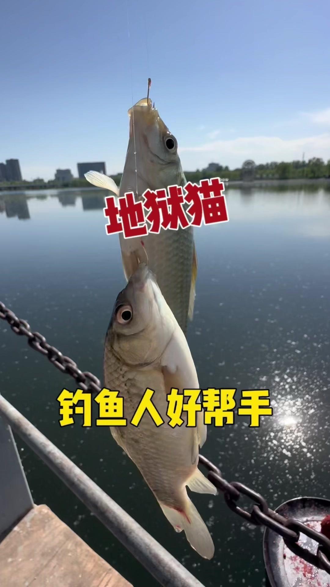 🎣地狱猫饵料，台杆双尾，轻松上鱼好帮手！

🎶如果没有意外，意外马上到来，台