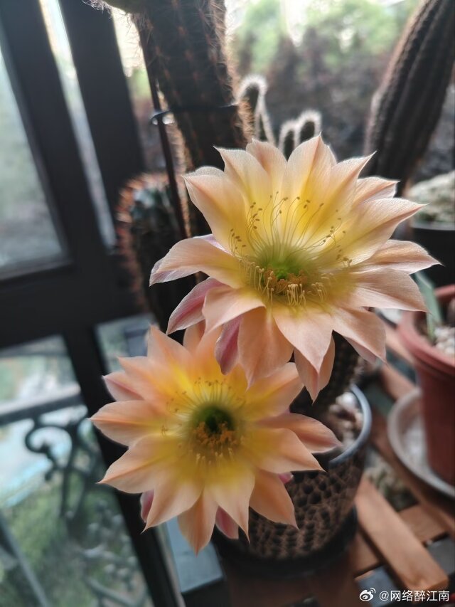 盛开的毛花柱仙人球花：毛花柱也叫毛鞭柱，隶属于仙人掌科毛花柱属，为多年生多肉植物