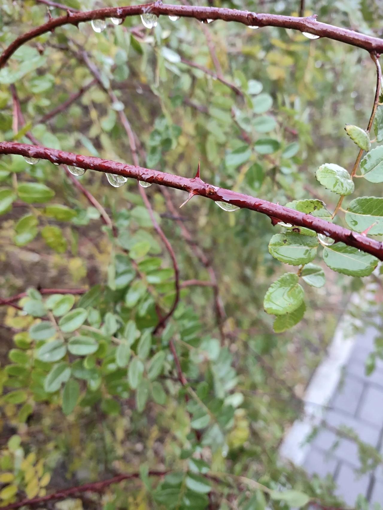 恰好就在昨天，天津下了一场冬雨，没有打伞，只是任由雨水拍打在身上，感觉还并不怎么