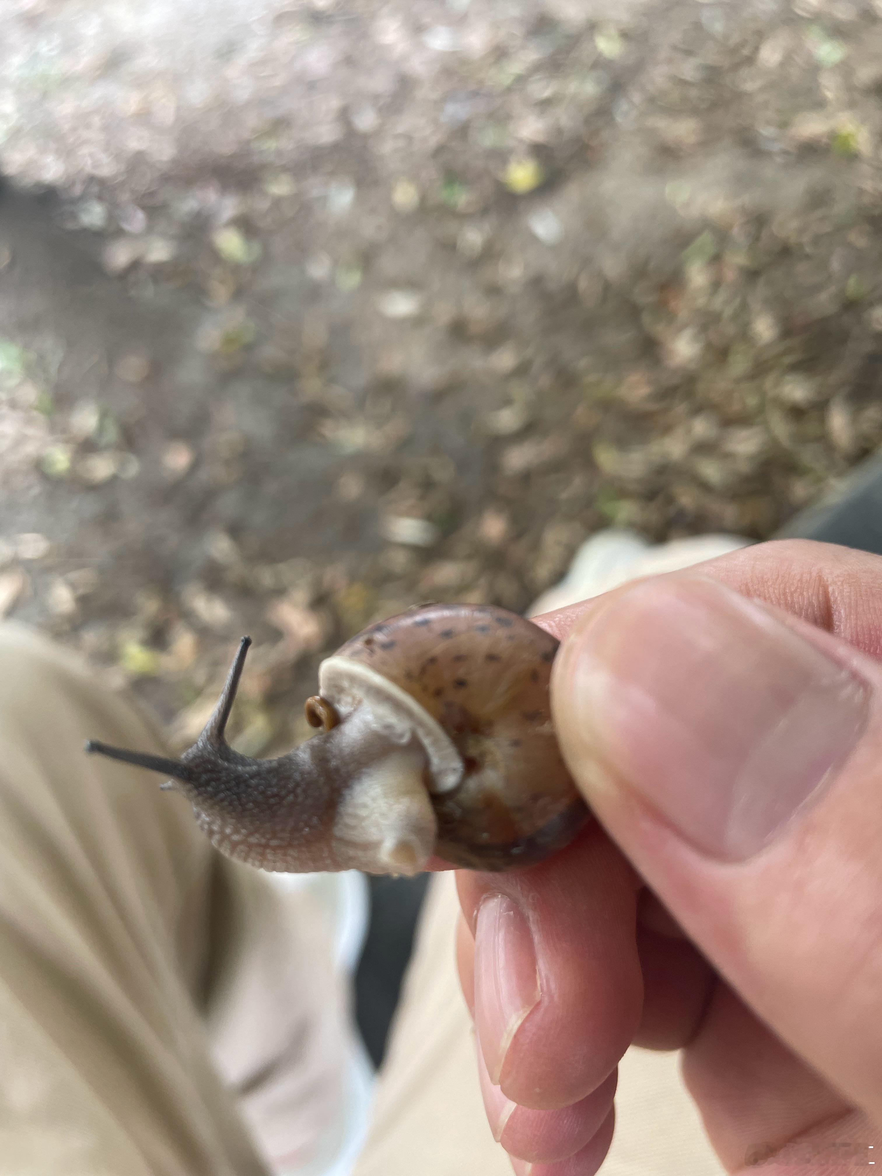 正搁这儿摸鱼呢，突然抬头看到一只大蜗牛，主要还不怕触摸，好可爱