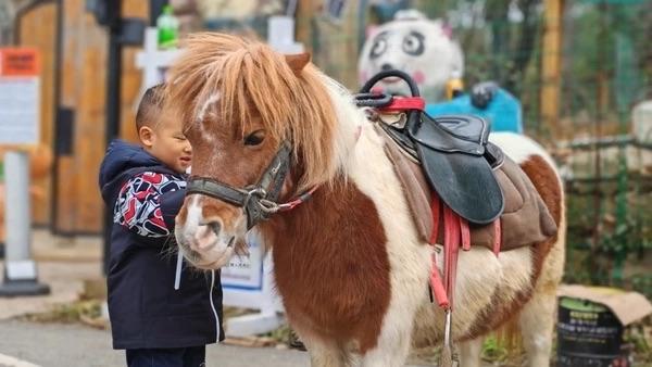 马年将至，腿短毛柔、神似“现实版小马宝莉”的矮脚马凭超高颜值爆红网络，成新晋生肖