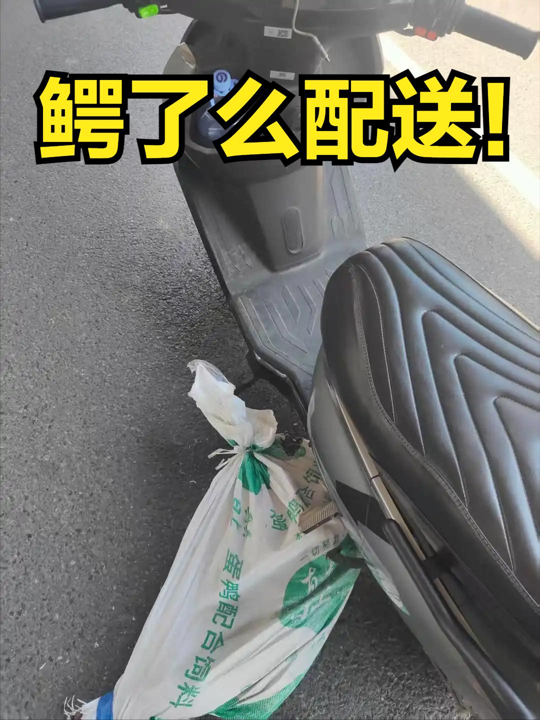 送鳄鱼半路发现是活的！

    广州的骑手关先生接到一个跑腿订单：将一条简单用