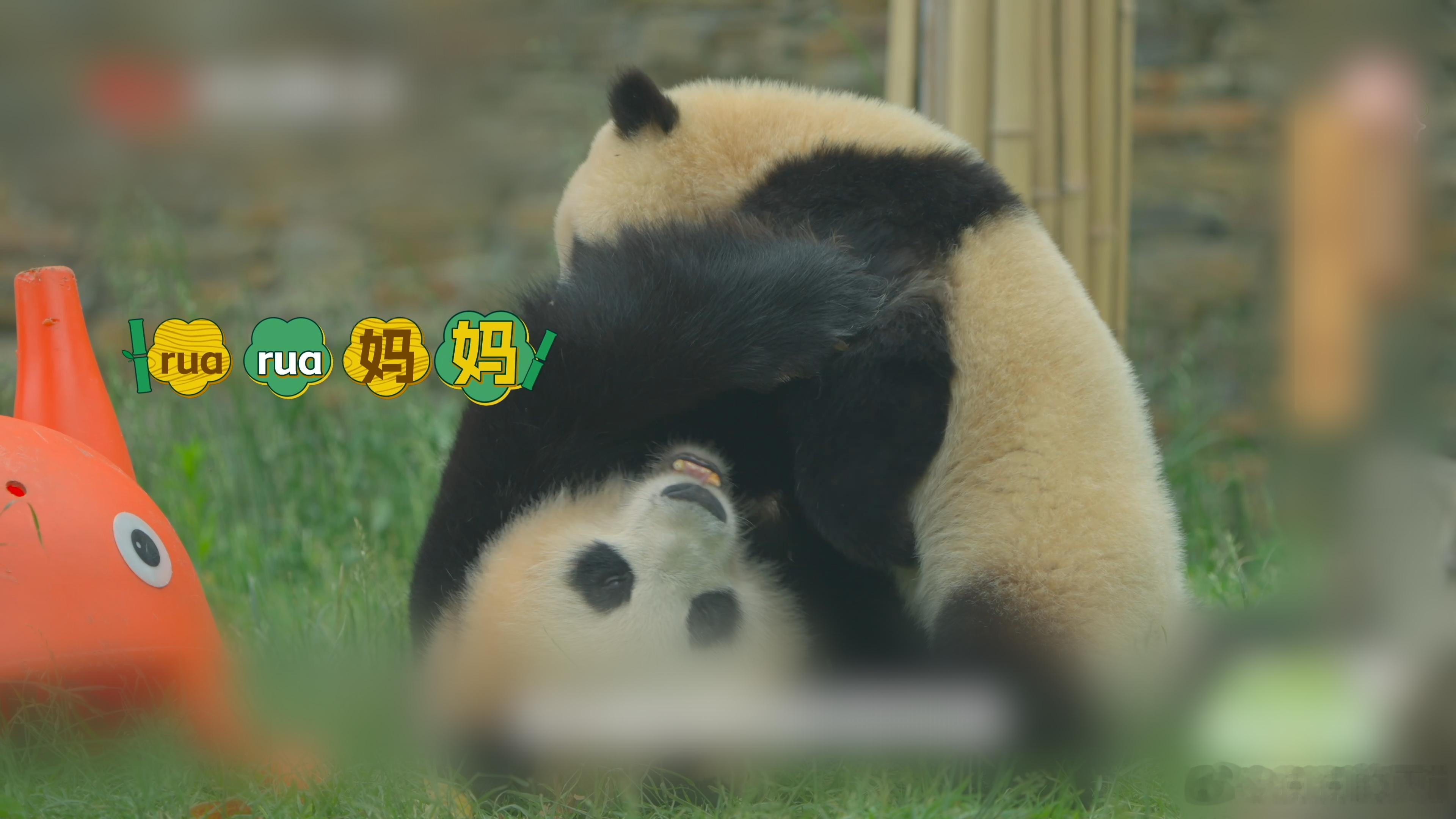 大熊猫美美的恋综来了🎬节目就要结束啦～最后再回味三只熊猫的高光时刻：乔良的痴情