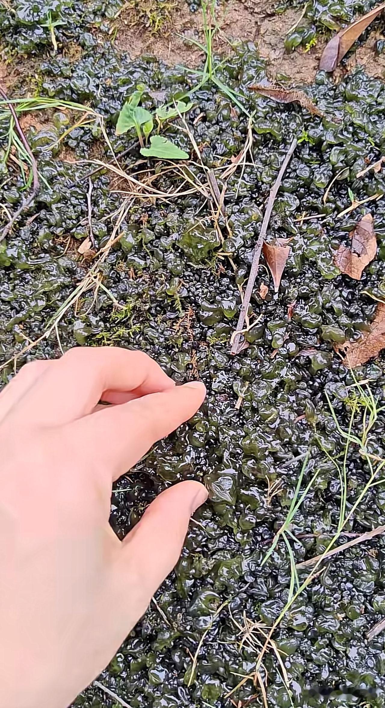刚下过雨，发现山坡上有好多，这是不是能吃？谁知道这是啥？