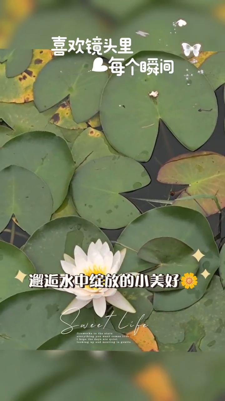 喜欢镜头里每个瞬间。
·邂逅一朵夏日水中花，整齐排列的种子小世界，邂逅水中绽放的