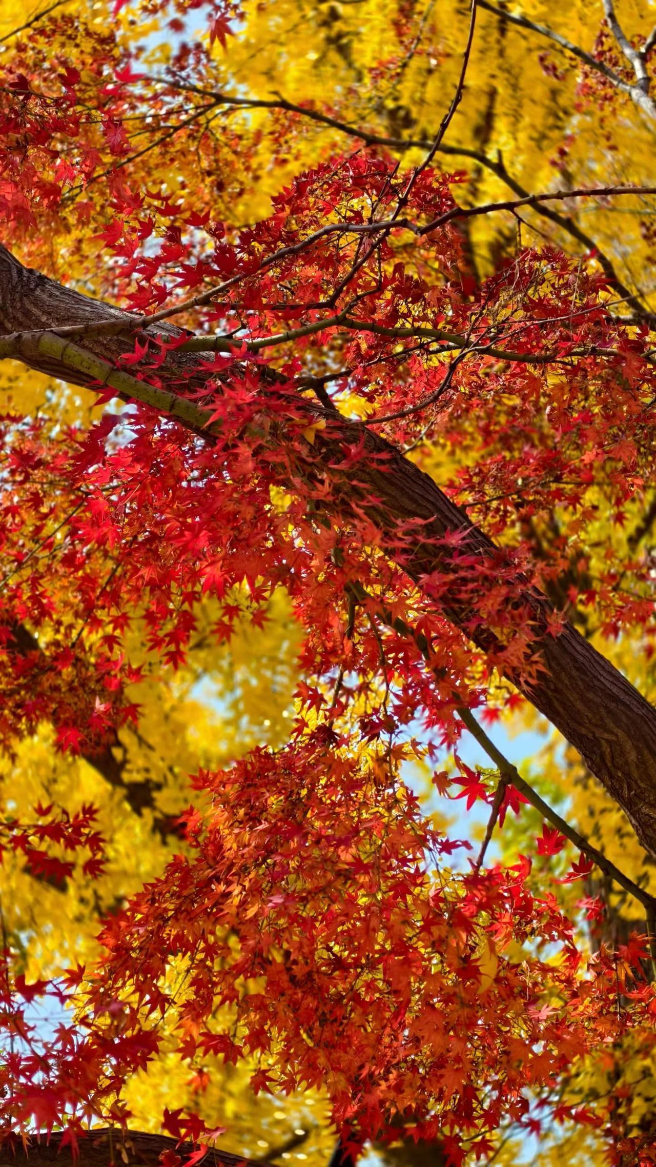 红的，黄的，金的。满城秋意，大自然的调色让你我欣赏着一年中最美的季节。