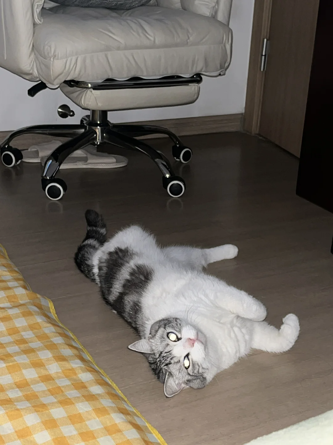 在空调房打滚儿的小猫咪一枚呀🐈