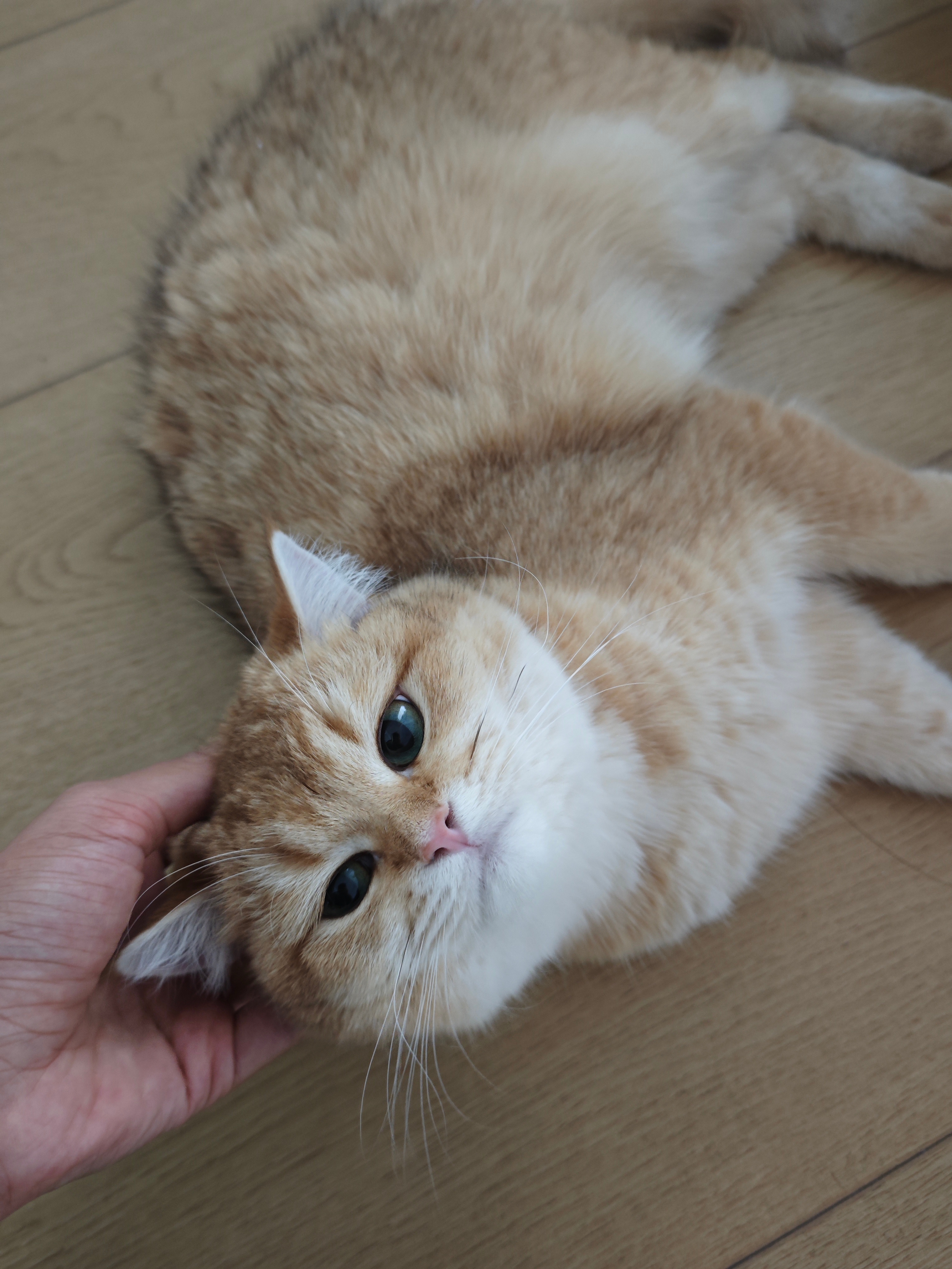 已被萌晕。 