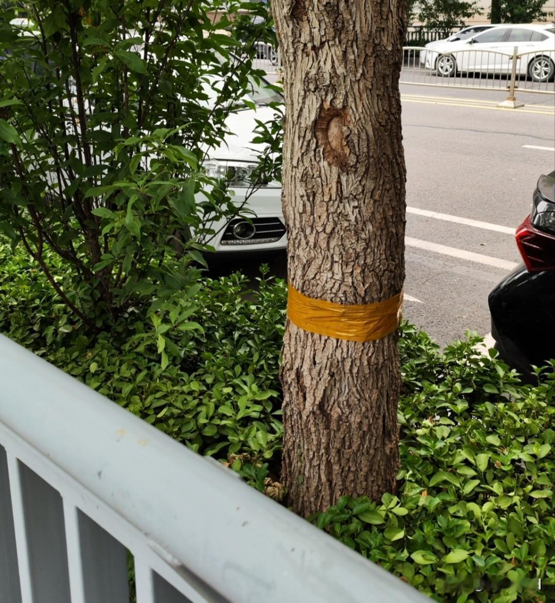 这一排树🌳为啥都绑了黄色绷带？