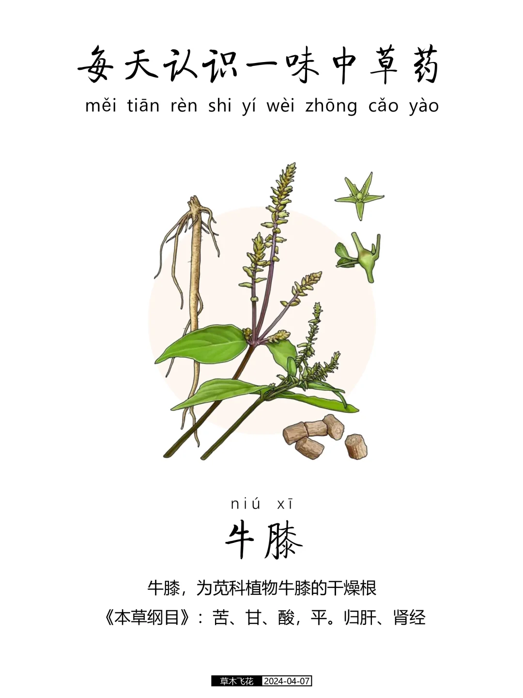 每天认识一味中草药-牛膝