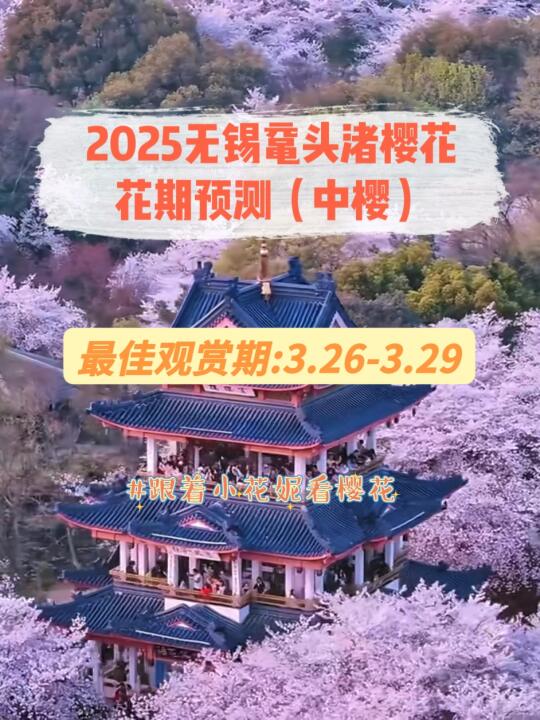 来啦❗️2025无锡鼋头渚樱花花期预测🌸