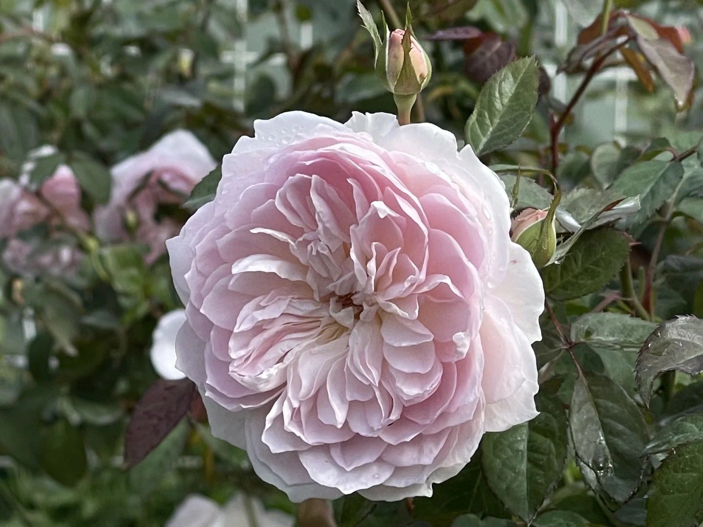 织工马楠秋花