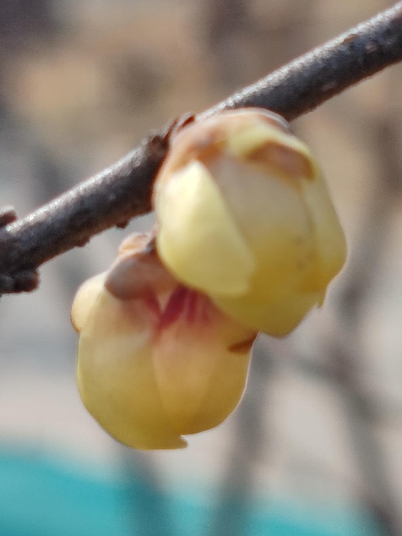 晒图笔记大赛梅花迎春。