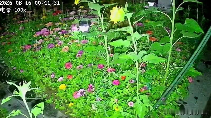 百花齐放的鲜花正在饱受暴雨的摧残。
昨天晚上暴风雨来的太突然了。电闪雷鸣，风雨交