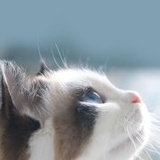 轻渗透C菌