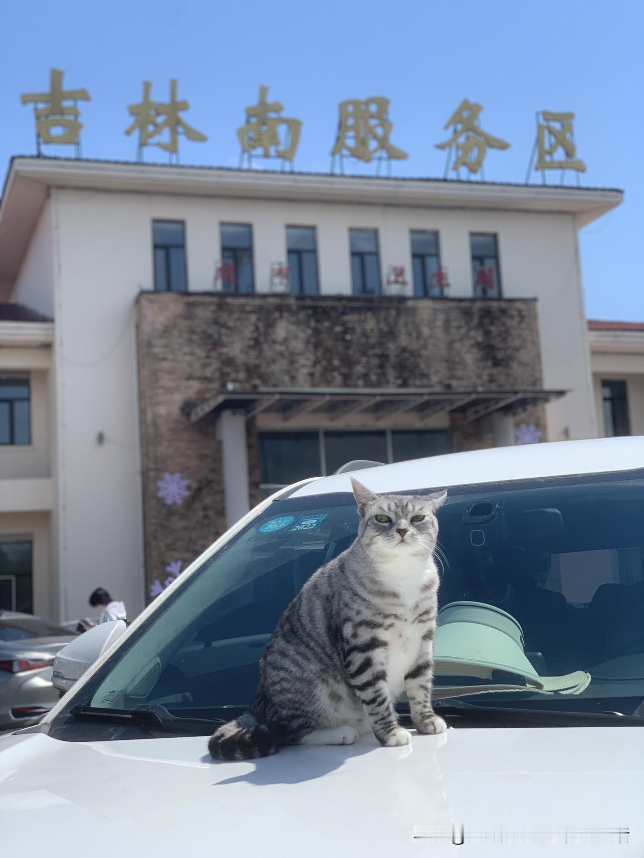 我家猫主子是一只狸花和美短混血，小女孩，大约3岁半了。之所以说大约，是因为它是某