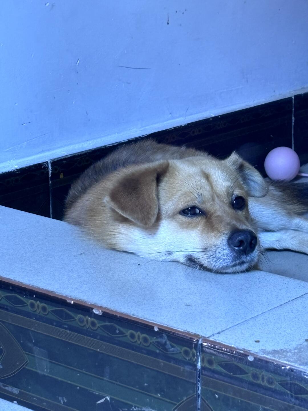 狗都热懵了