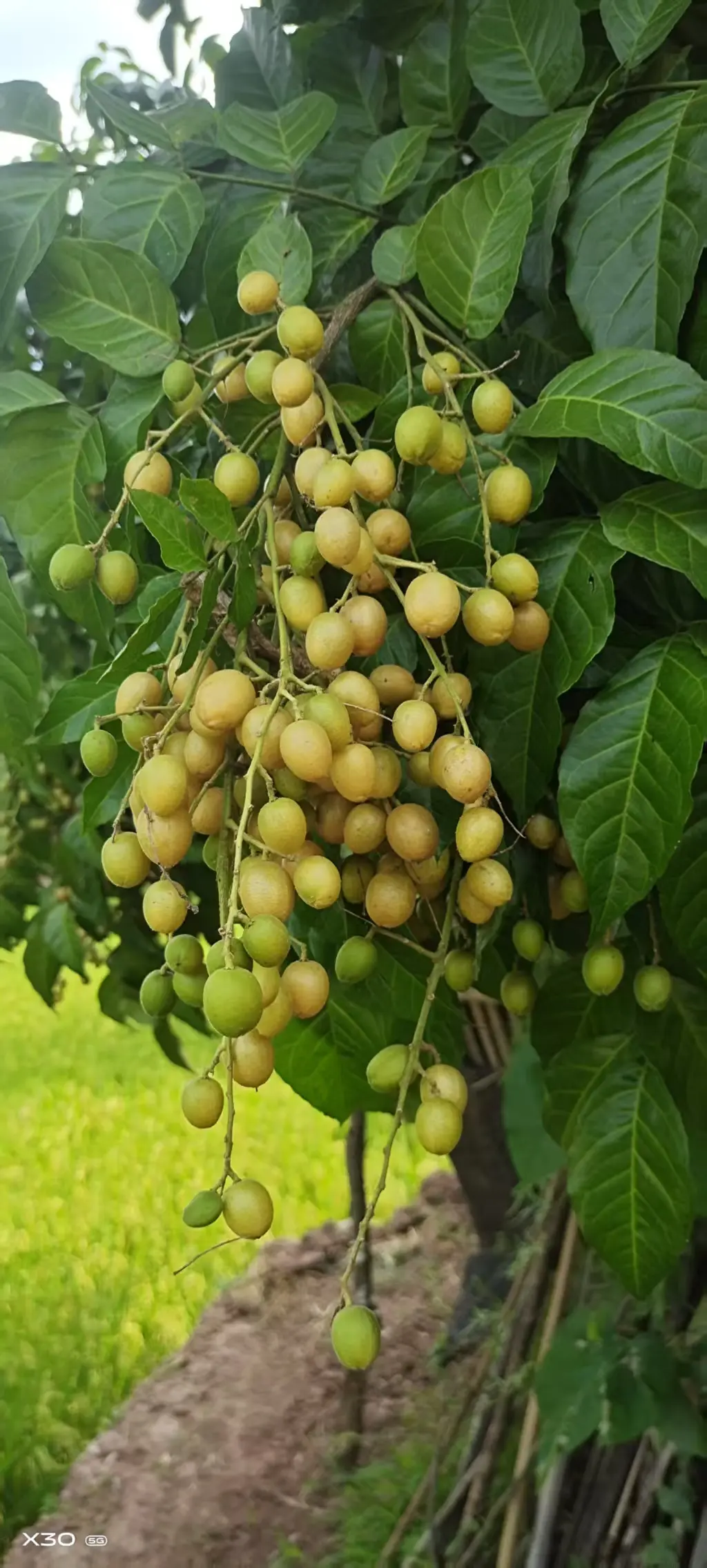 自然成熟无公害绿色果子