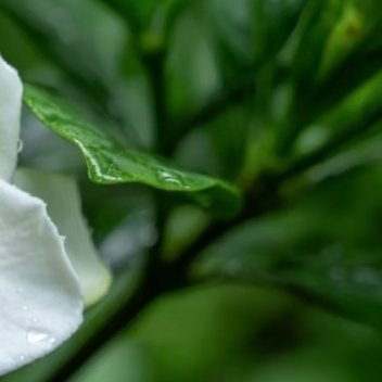 种植文案 栀子花的种植方法：1. 选苗与土壤：挑选枝叶健壮、无黄叶无虫害的栀子花