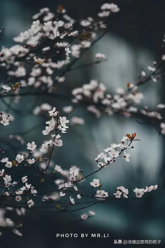 最近“春风若有怜花意，可否许我再少年”在抖音爆火，好多人都被刷屏。这句上联“春风