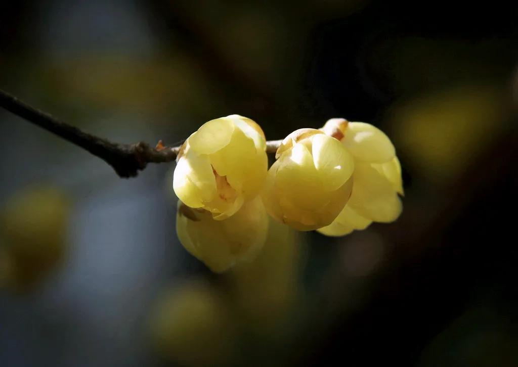 好呀！望江楼公园的腊梅已经绽放。天气好的时候一定要去看看，闻闻那花香！[赞][赞