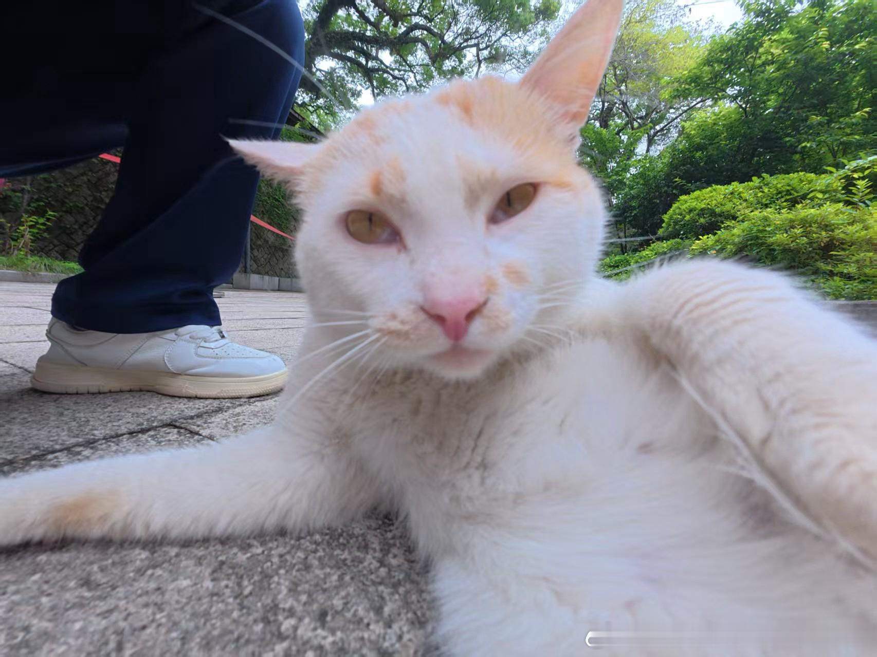 49515【丑猫】学校的帅气猫学长 