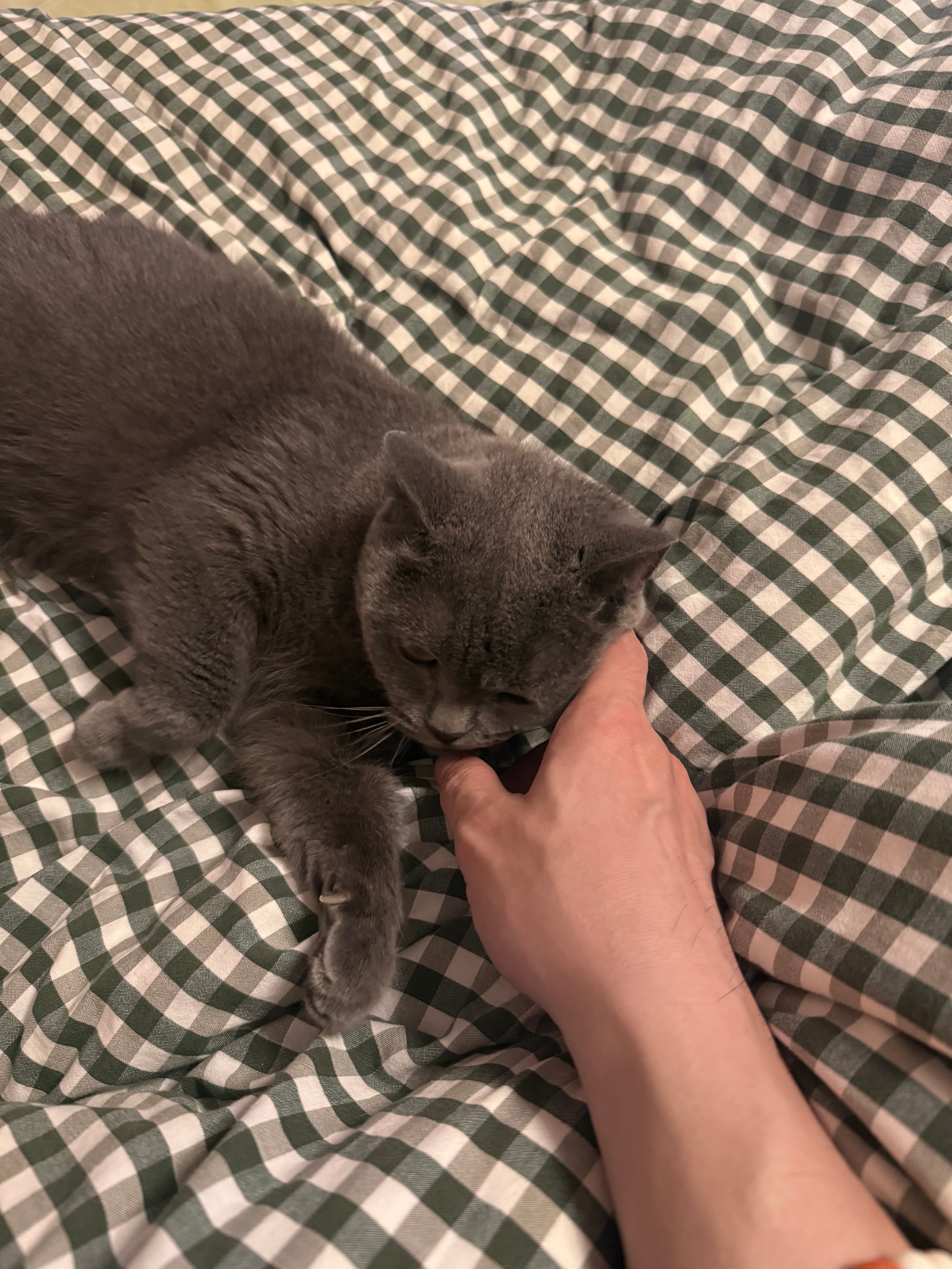 家里的两只猫每天都围着我转悠，我当然知道是因为我养着它们，给它们好吃的，它们才会
