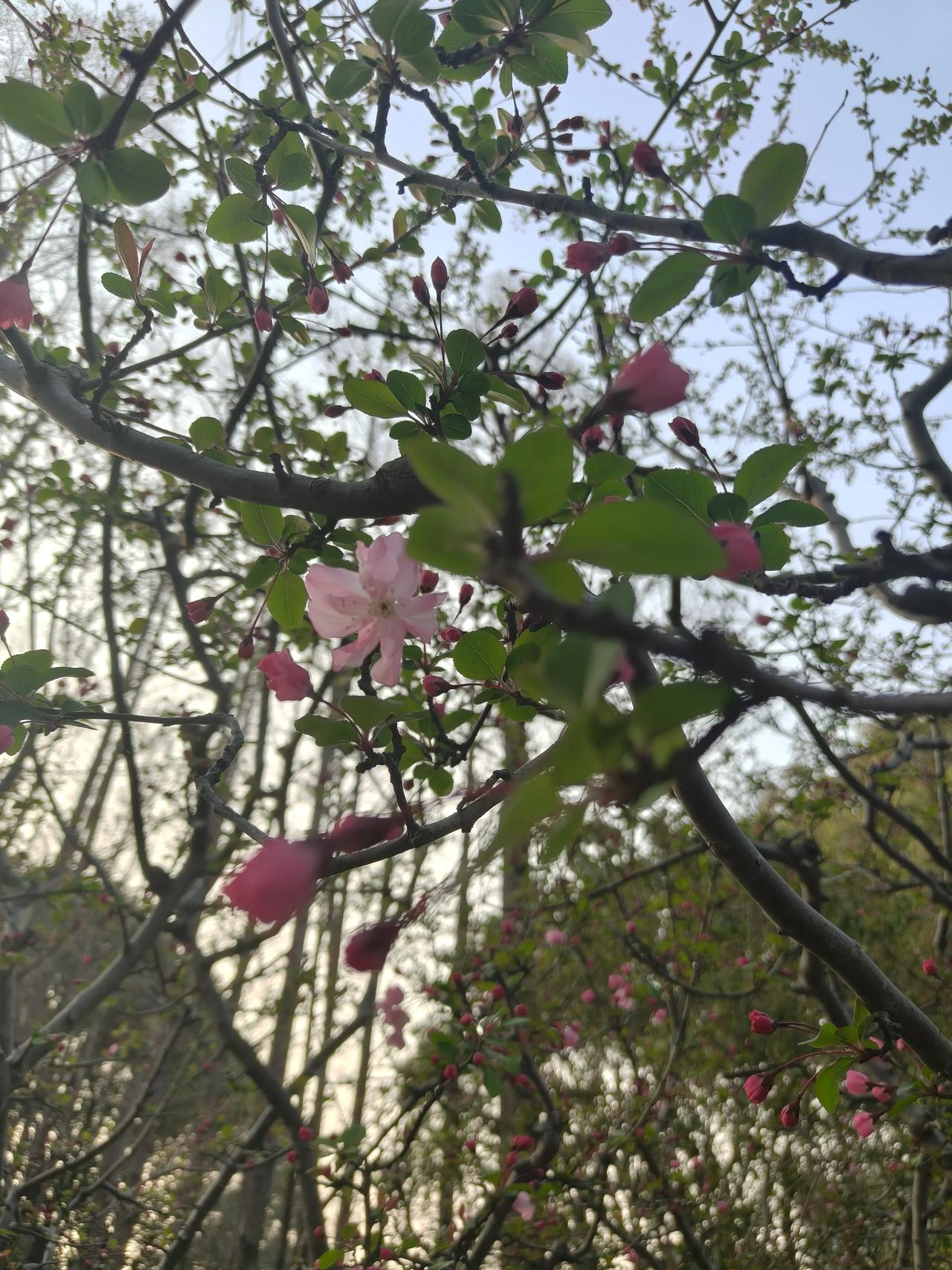 春日公园随手拍实景图分享！

大宁灵石公园赏花随手拍～🌸

红叶李基本谢了！不