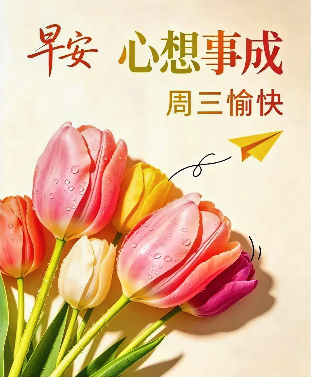 早安！粉色郁金香带着露珠醒来，像把好运装进信封，周三也要元气满满呀！
分享早晨的